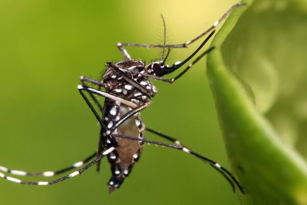 Aedes Aegypti Mosquito Picture