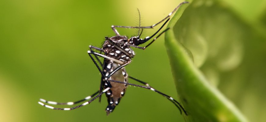Aedes Aegypti Mosquito Picture