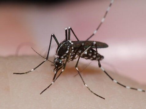 Aedes Albopictus Mosquito Picture