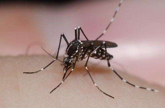 Aedes Albopictus Mosquito Picture