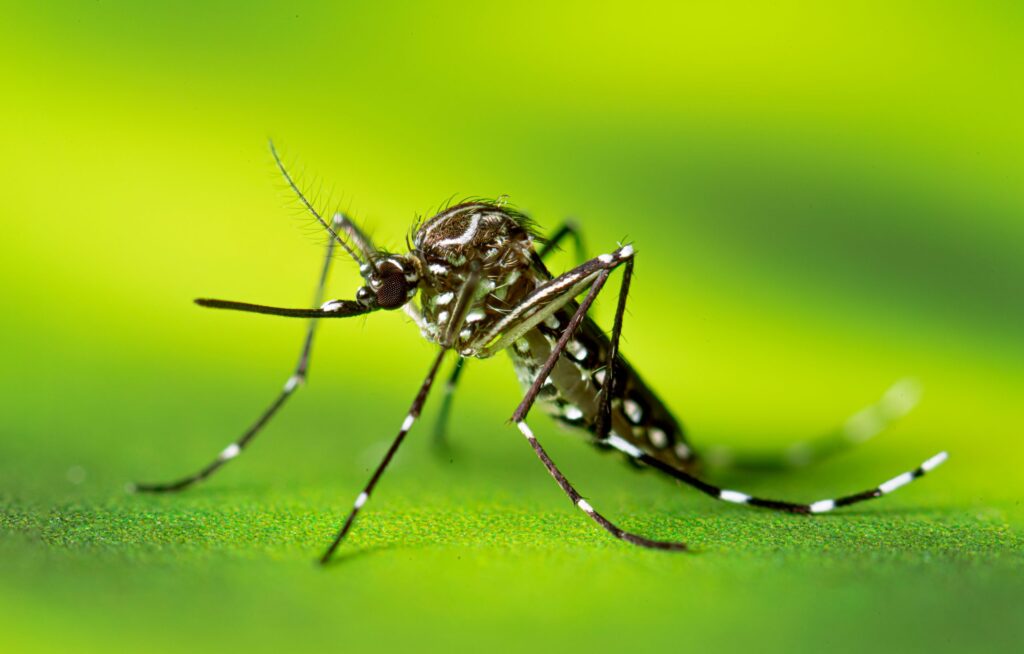 A female invasive Aedes aegypti mosquito (CDC 2024).